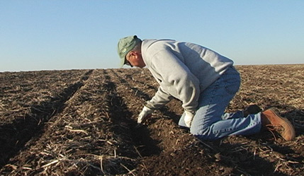 Planting in Field